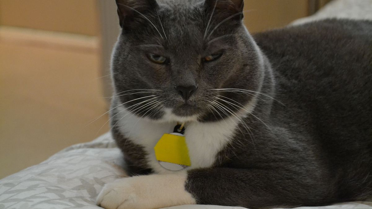 der katzenflüsterer
