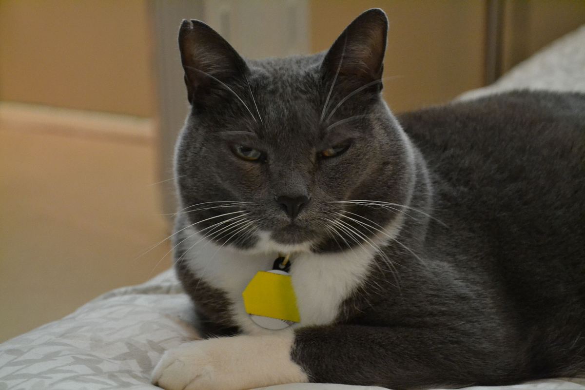 Der Katzenflüsterer der katzenflüsterer