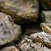 Amerikas Nationalparks Thumbnail