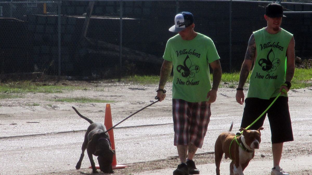 pitbulls auf bewährung