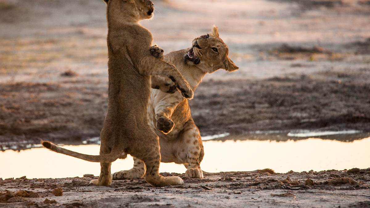 savage kingdom