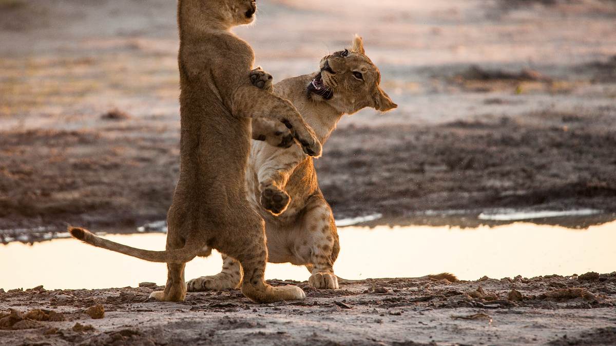 savage kingdom