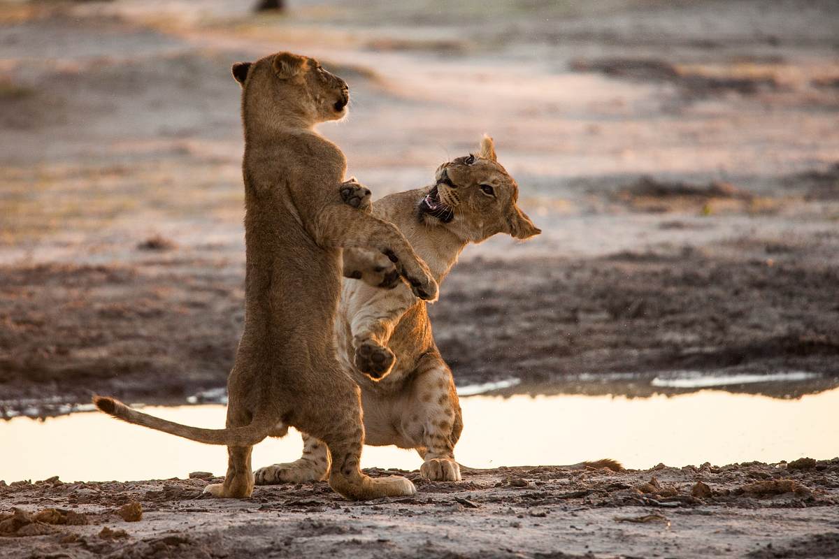 savage kingdom