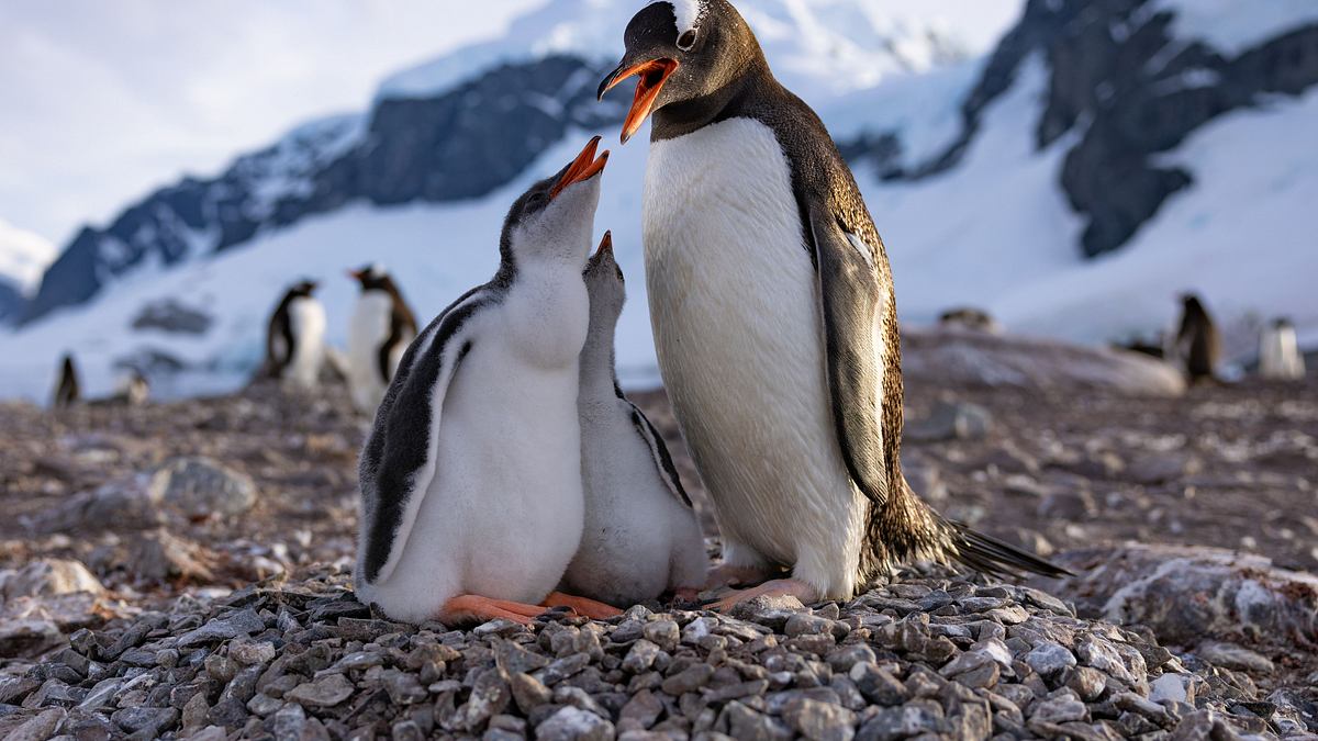 die geheimnisvolle welt der pinguine
