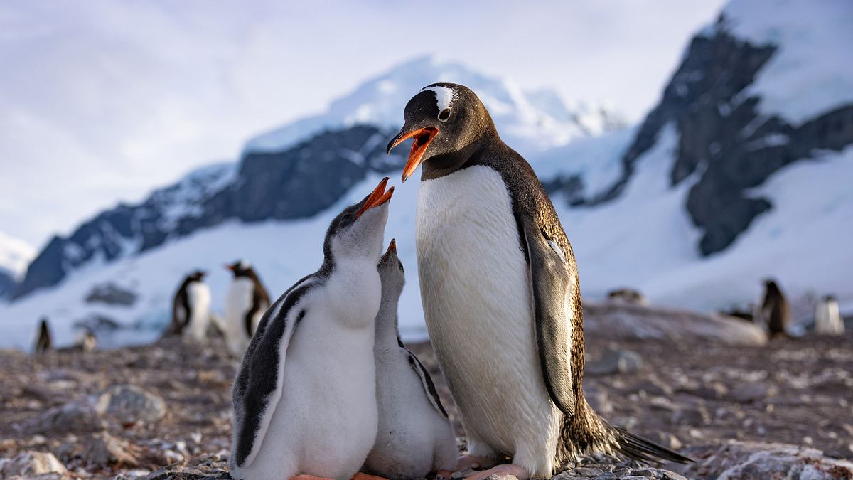 die geheimnisvolle welt der pinguine