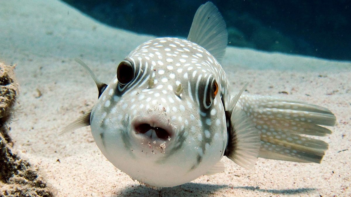 tierische freaks der ozeane