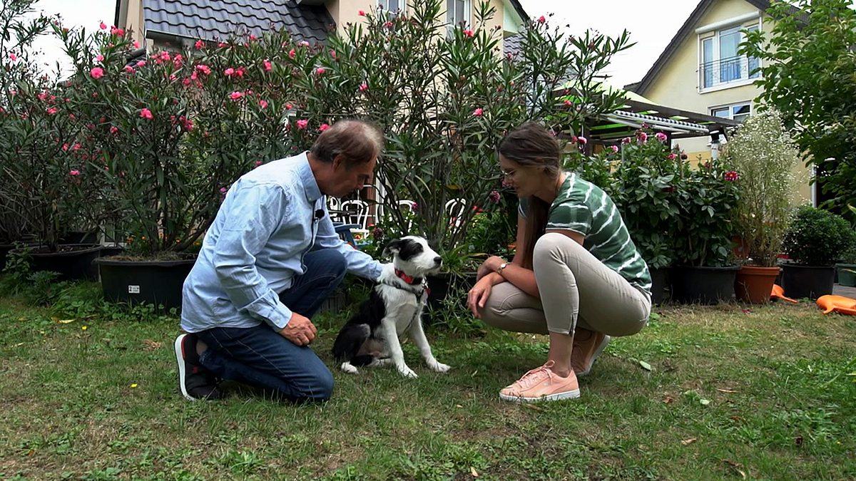 martin rütter - die welpen kommen
