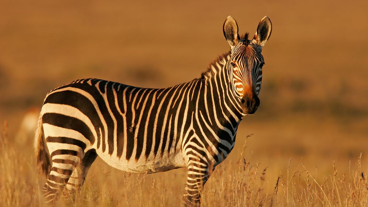 wildes südafrika