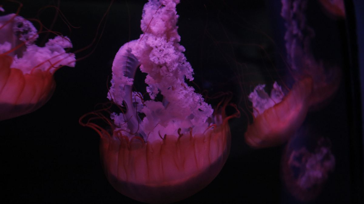 das atlanta-aquarium