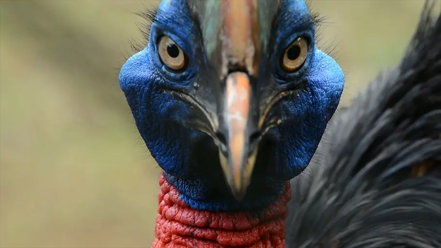 Tierische Superhelden tierische superhelden