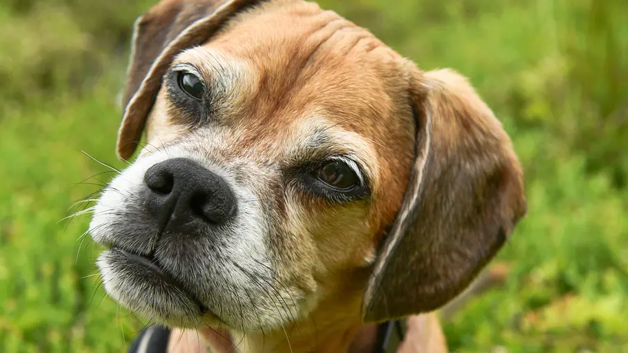 alpha-thema: tiere und künstliche intelligenz