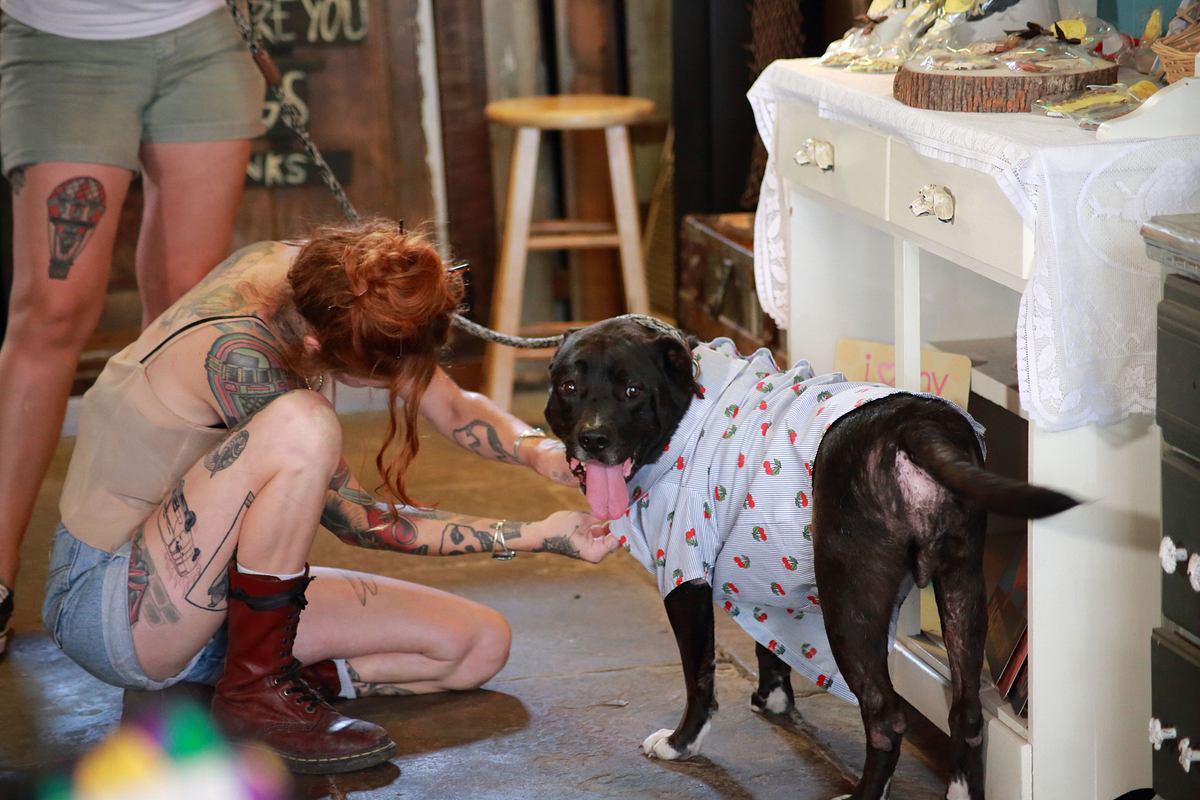 Pitbulls auf Bewährung pitbulls auf bewährung