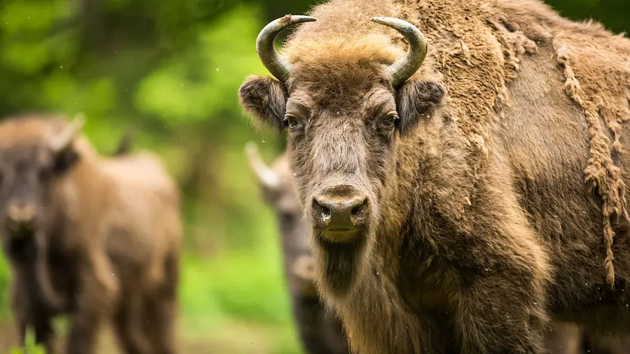 europa: die wildnis kehrt zurück