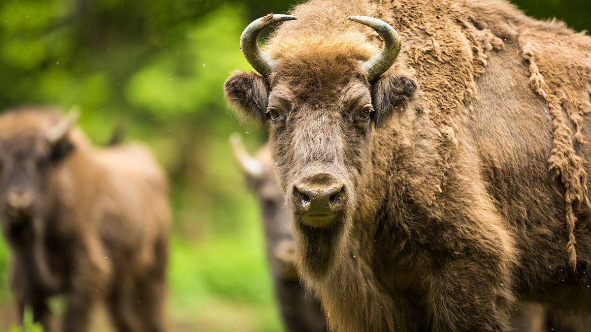 europas verborgene naturwunder