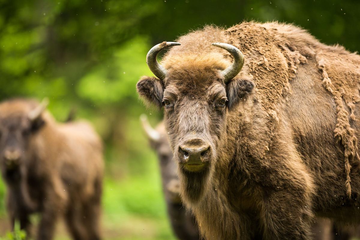 Europas verborgene Naturwunder europas verborgene naturwunder