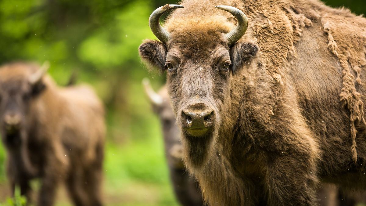 europas verborgene naturwunder