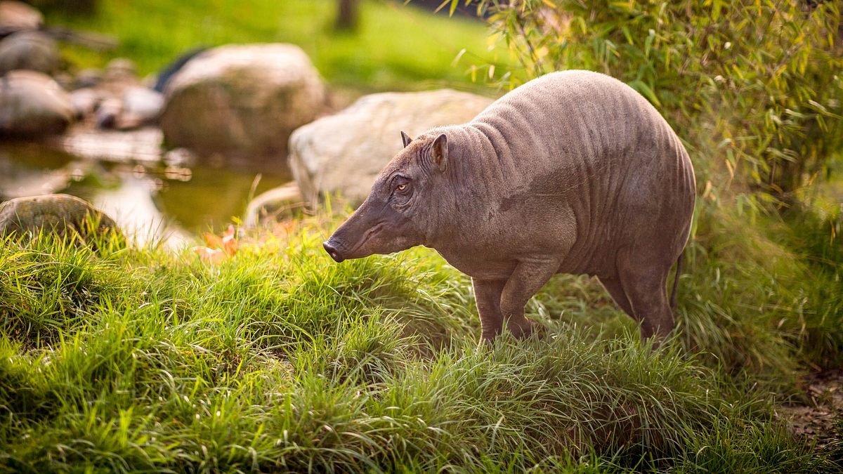 zoo und so - tierisch wild!