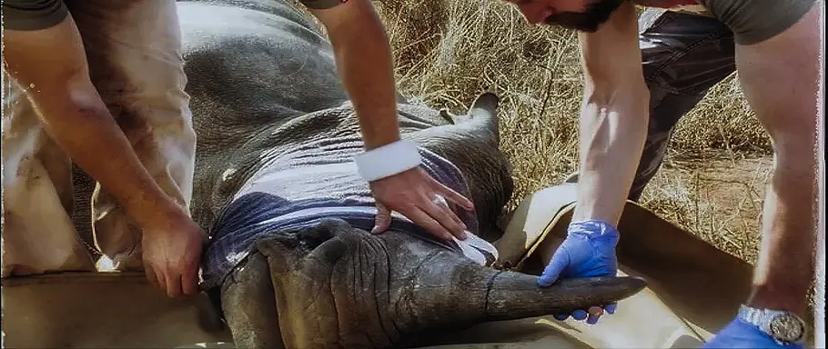Wildlife Crime - Milliardengeschäft Tierhandel wildlife crime - milliardengeschäft tierhandel