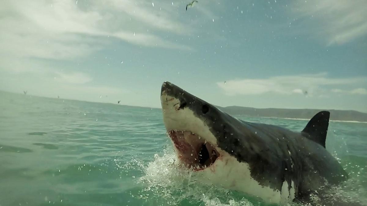 shark terror - angriff des weißen hais