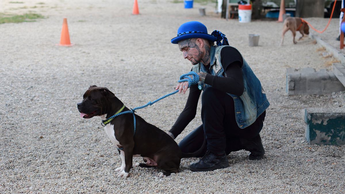 Pitbulls auf Bewährung pitbulls auf bewährung