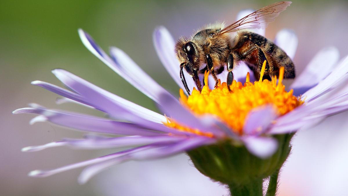 ziemlich wilde bienen