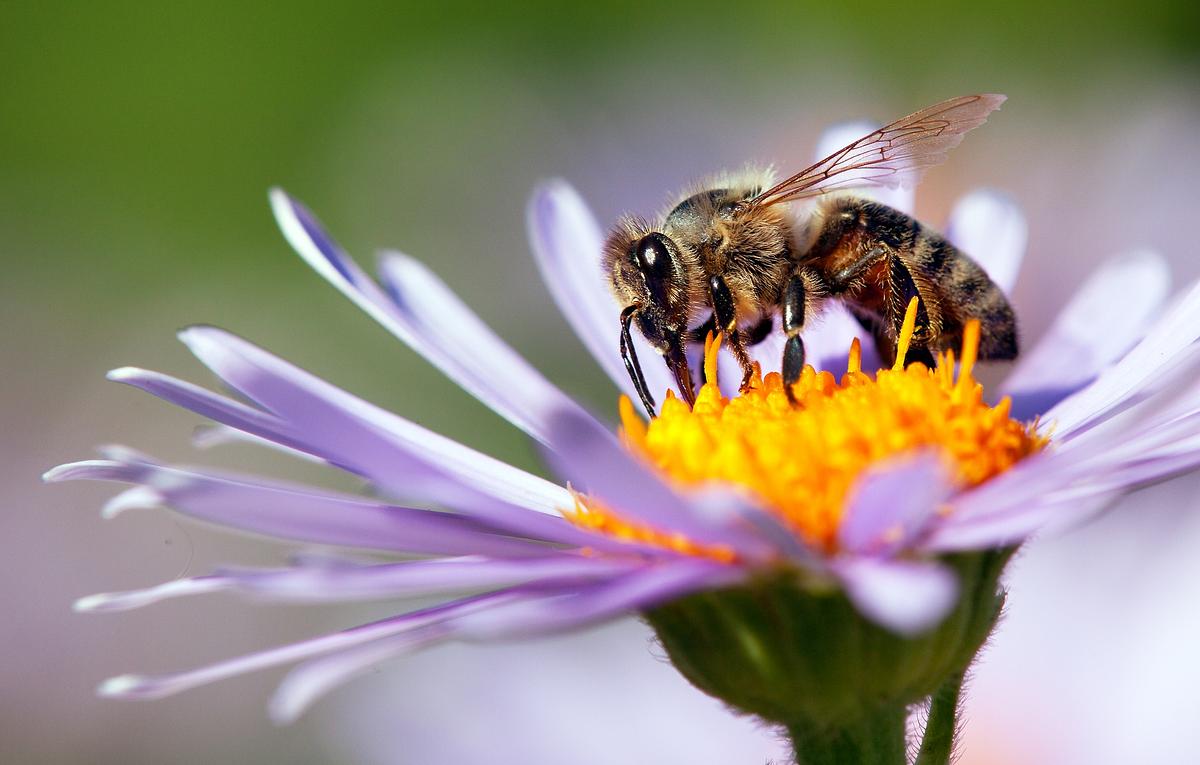 ziemlich wilde bienen