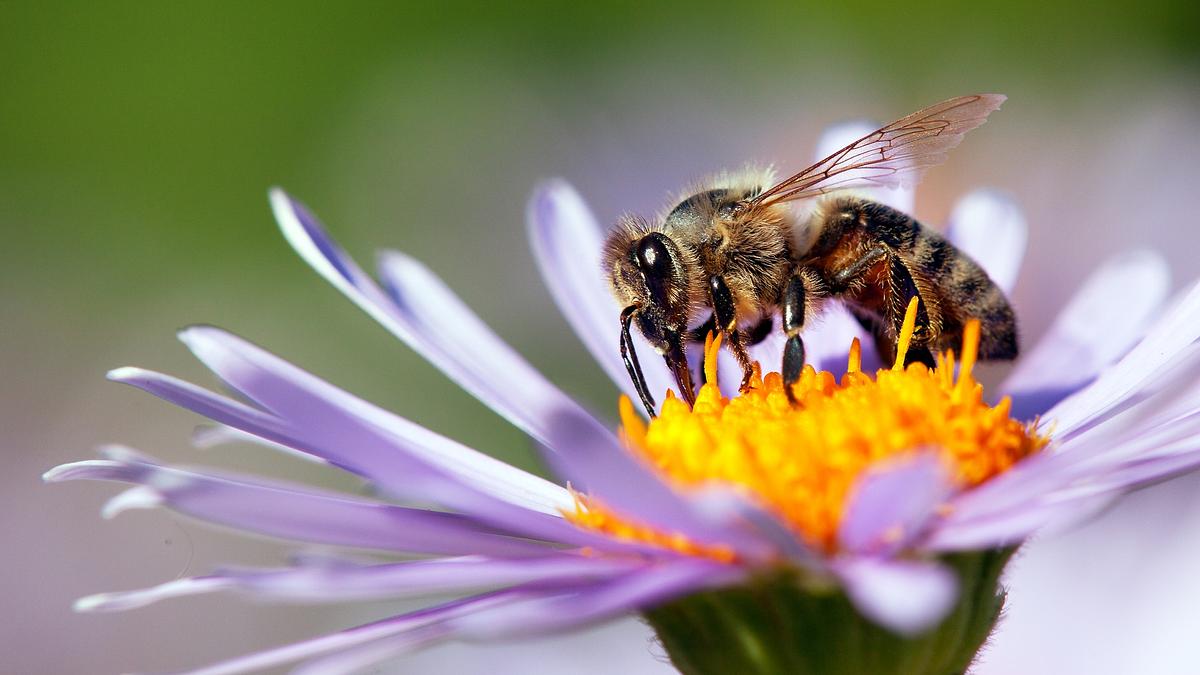 ziemlich wilde bienen