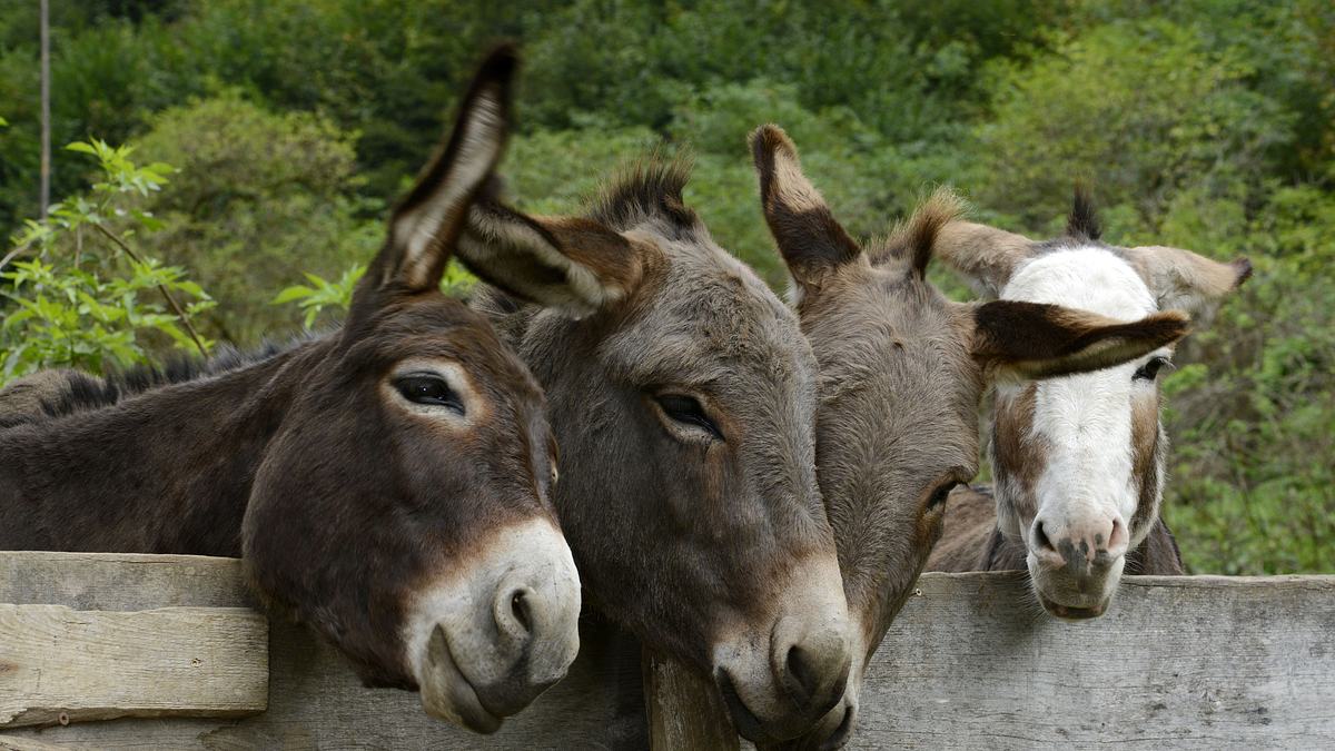 heute im osten - reportage