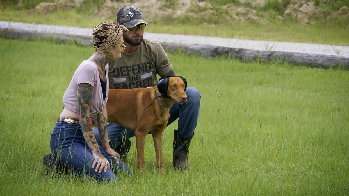 pitbulls auf bewährung