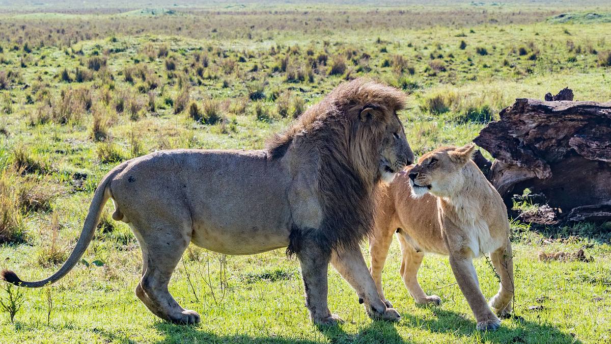 big cat tales - afrikas raubkatzen