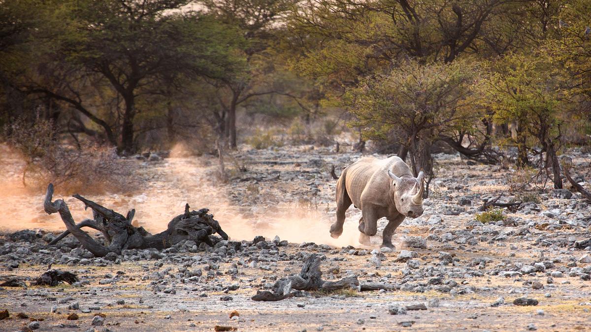 namibia - im land der letzten riesen