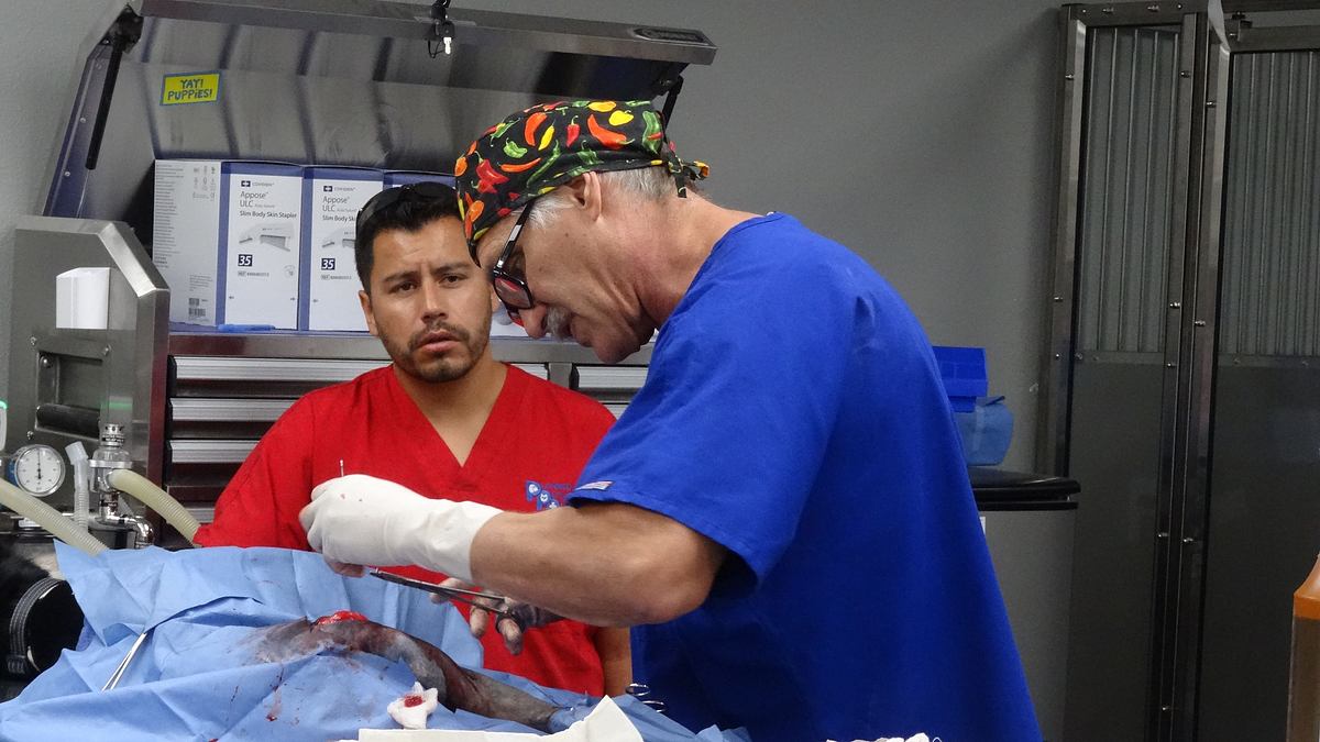 tierarzt dr. jeff