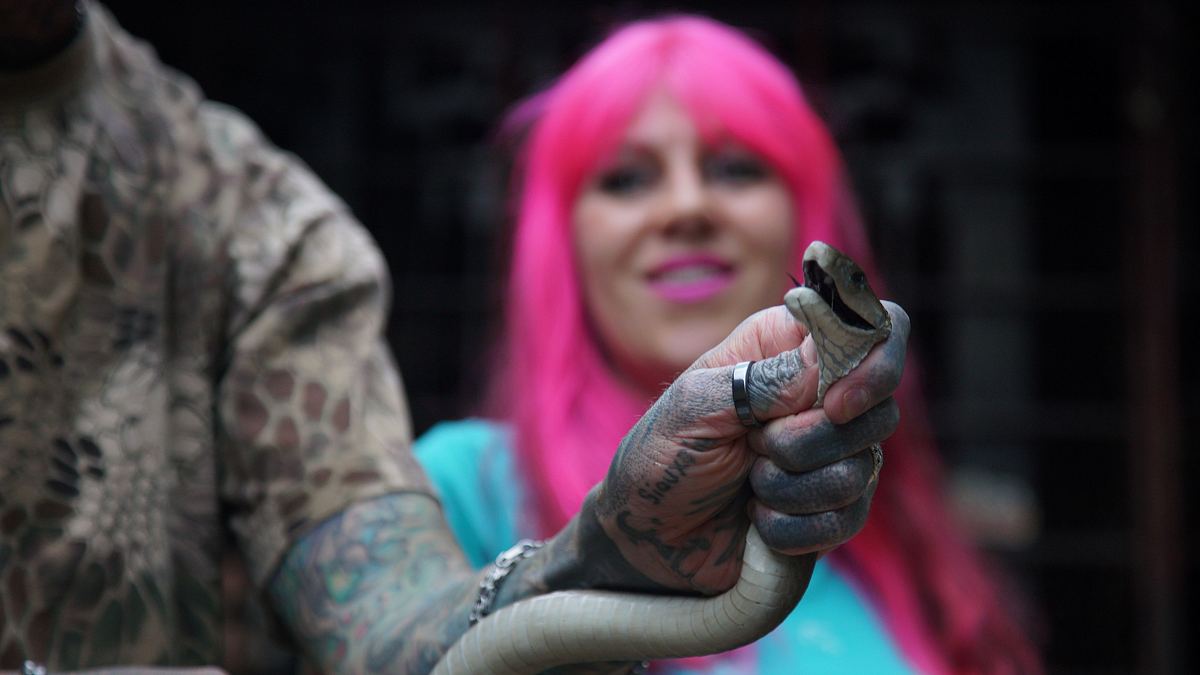 snakes in the city