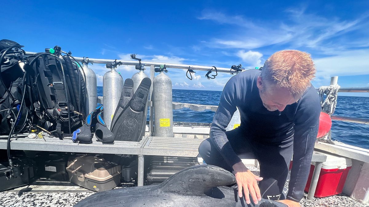 hai vs. delfin: tatort bahamas