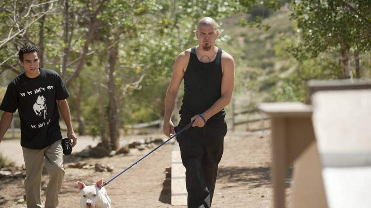 pitbulls auf bewährung