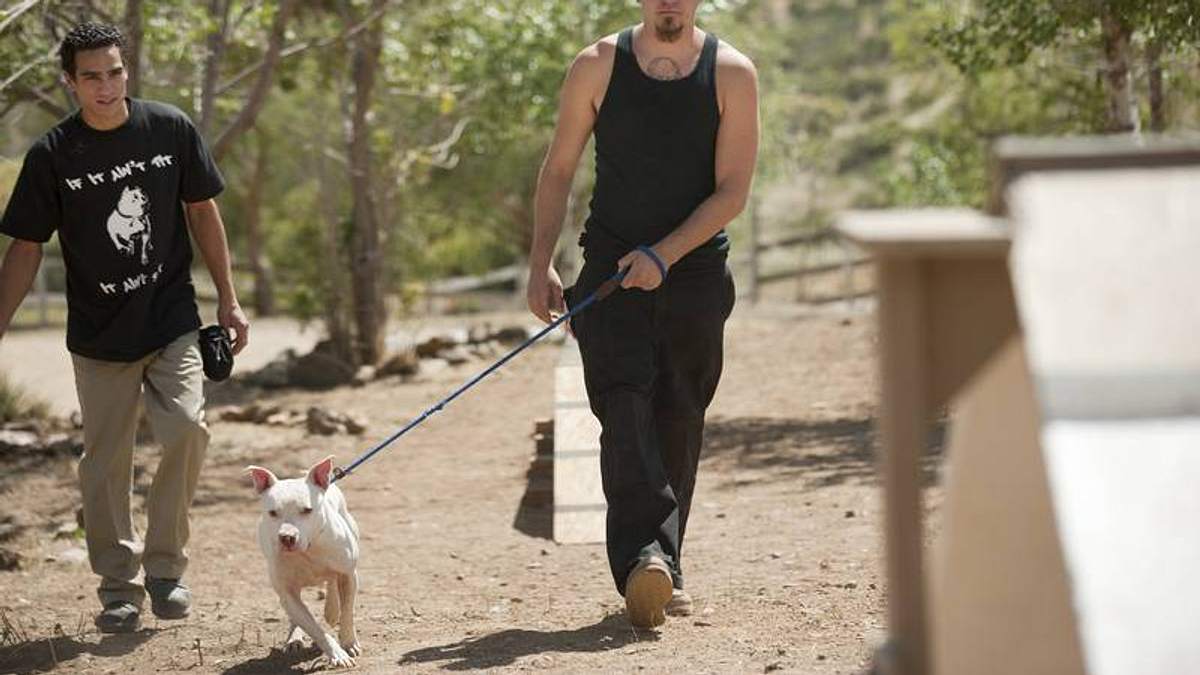 pitbulls auf bewährung
