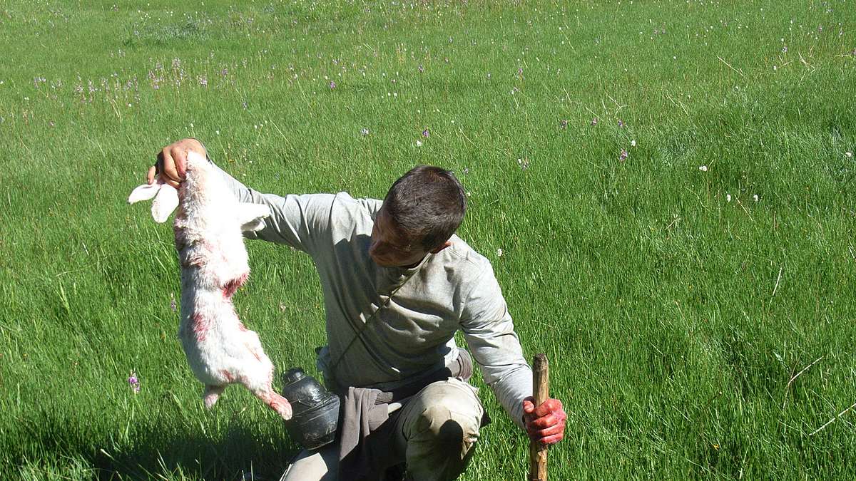ausgesetzt in der wildnis