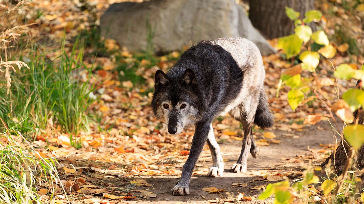 wenn tiere angreifen