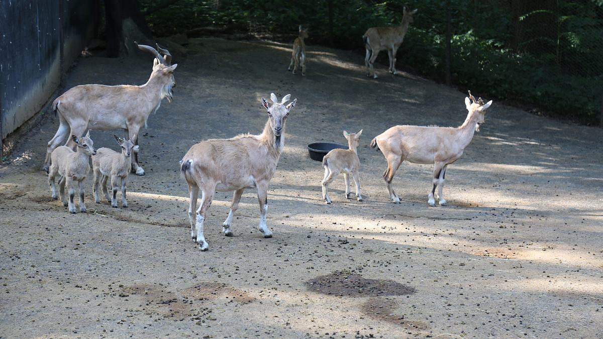 bronx zoo - tierpark der superlative
