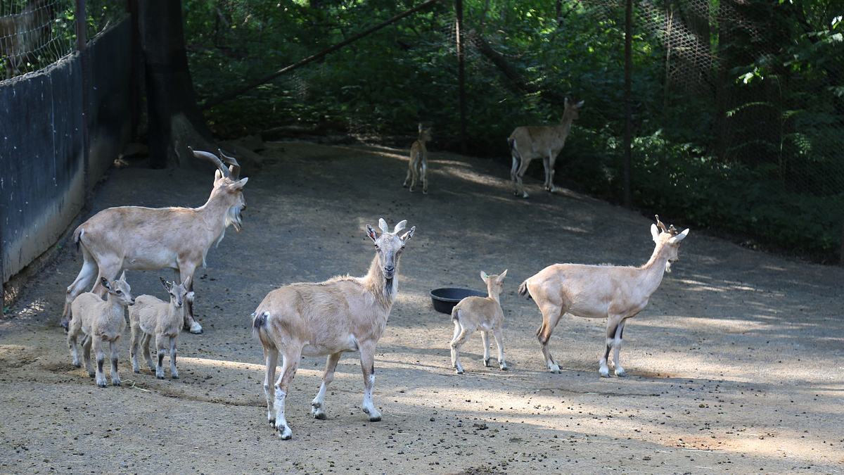 bronx zoo - tierpark der superlative