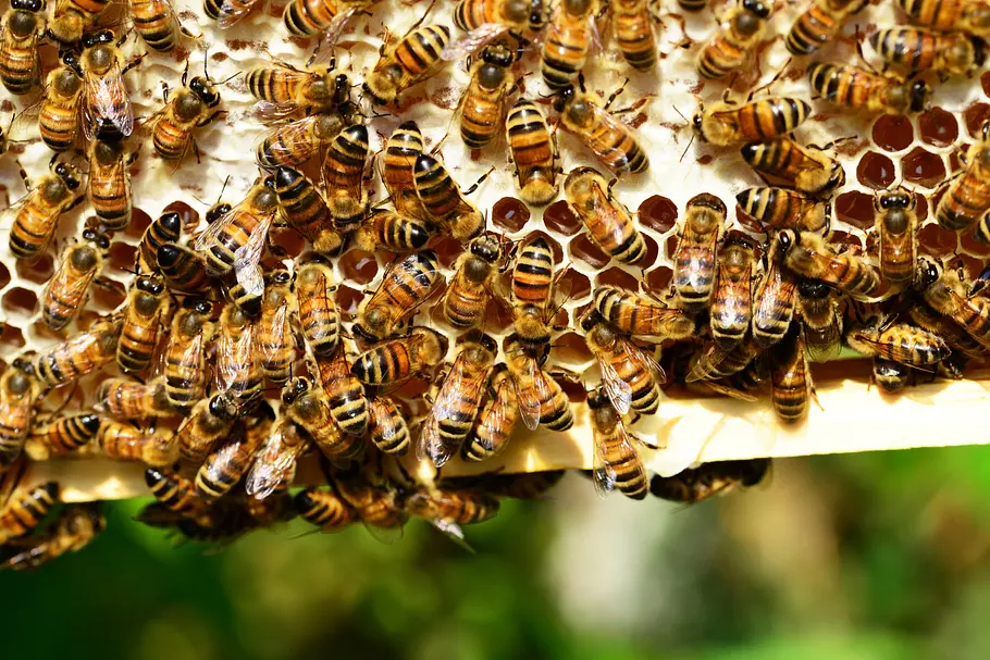 Tierische Superhelden tierische superhelden
