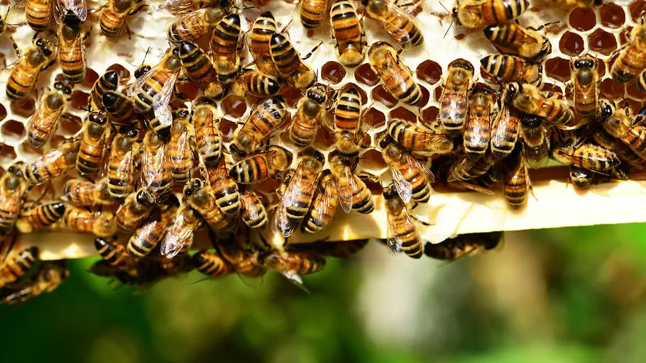 tierische superhelden