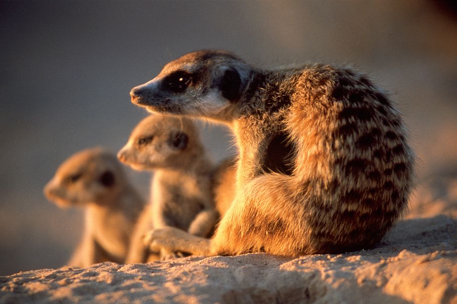 giraffe, erdmännchen & co.