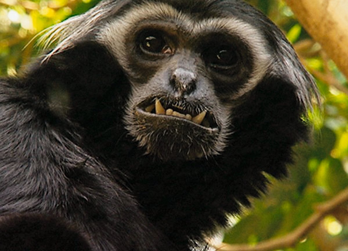 der globale zoo