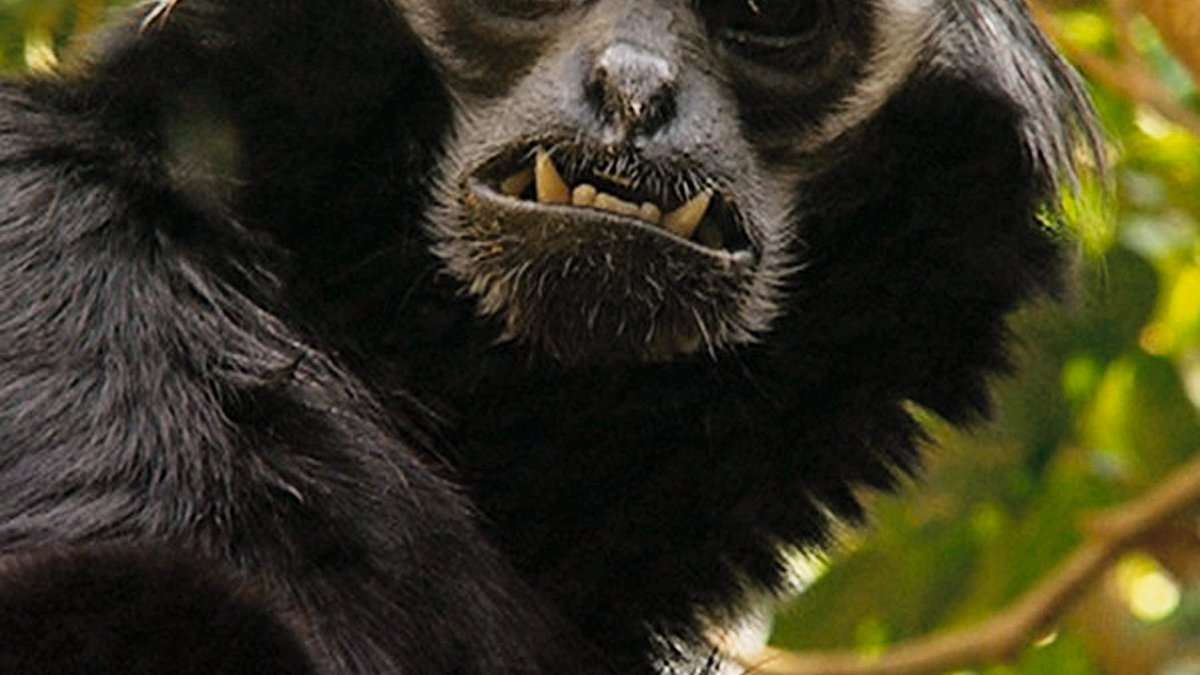 der globale zoo