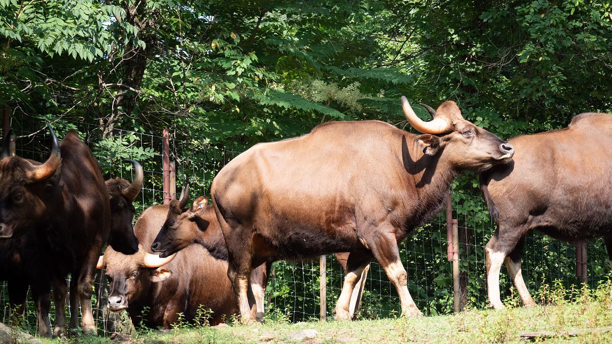 bronx zoo - tierpark der superlative