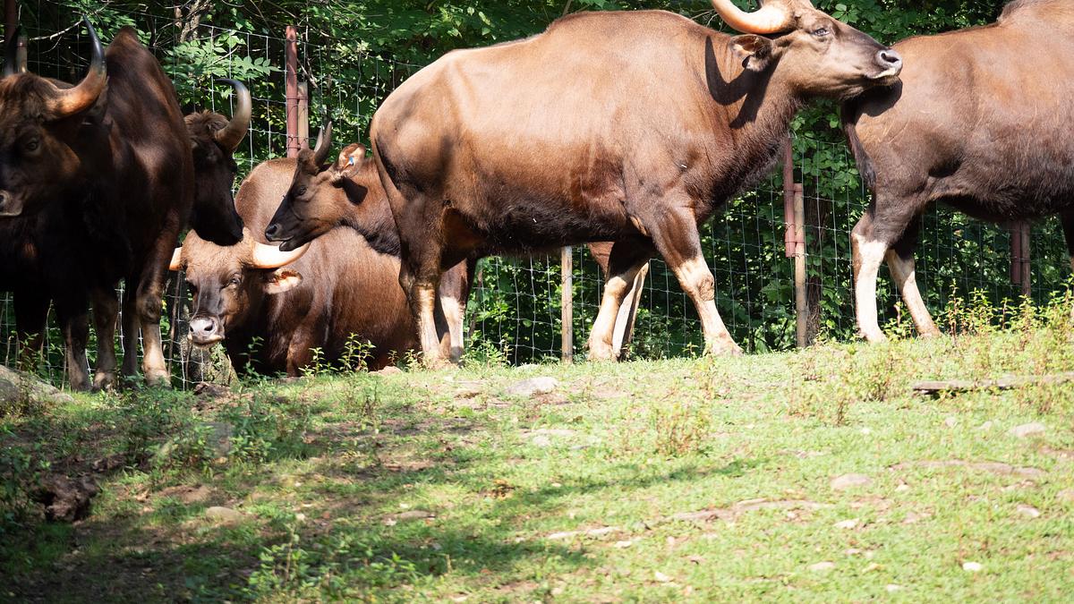 bronx zoo - tierpark der superlative