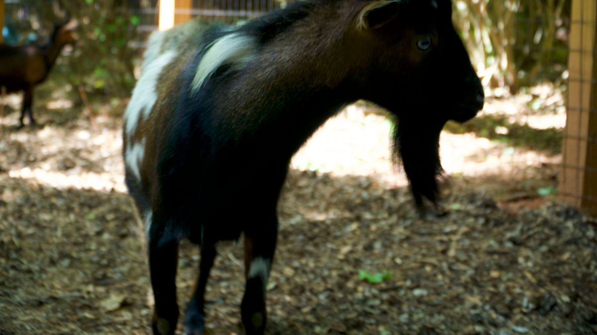 critter fixer: zwei tierärzte für alle felle