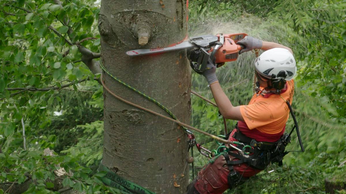 Mit Mut und Motorsäge - Baumkletterer im Extrem-Einsatz mit mut und motorsäge - baumkletterer im extrem-einsatz
