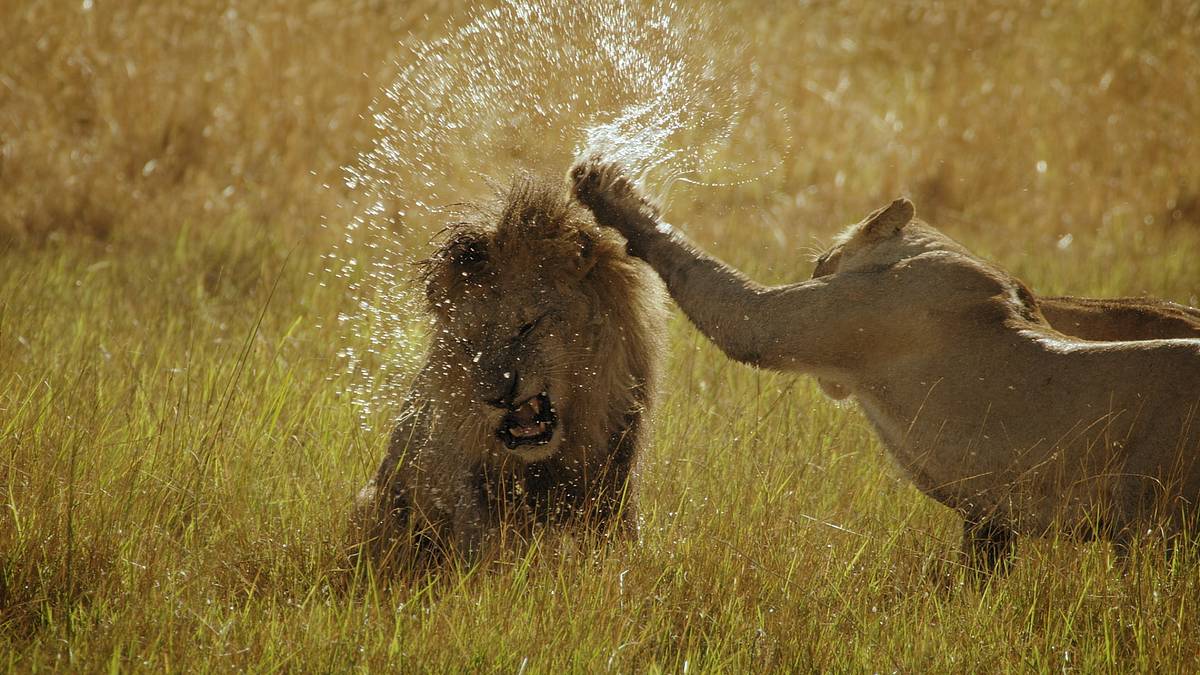 savage kingdom
